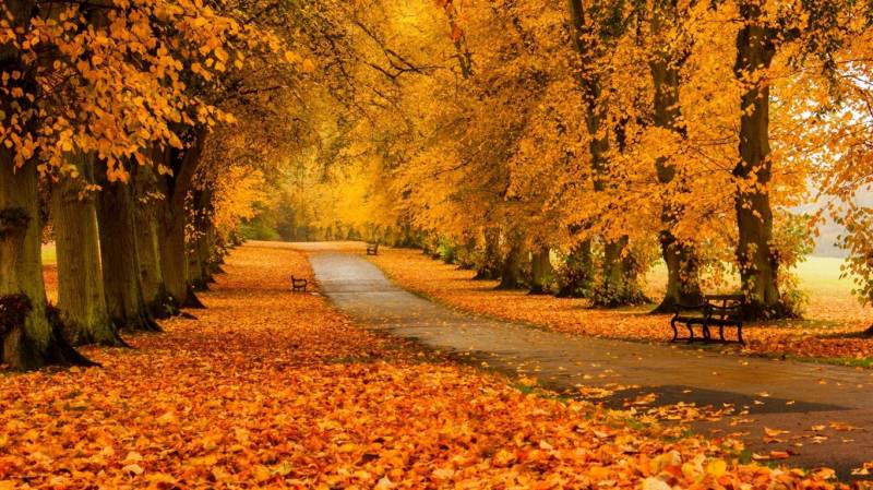 秋天的落叶唯美风光高清桌面壁纸