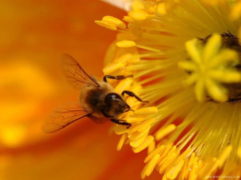 花丛中的蜜蜂忙碌身影精美摄影作品
