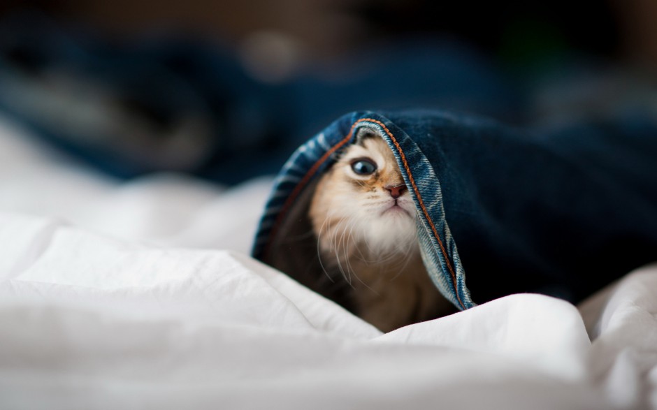 调皮呆萌的小波斯猫图片