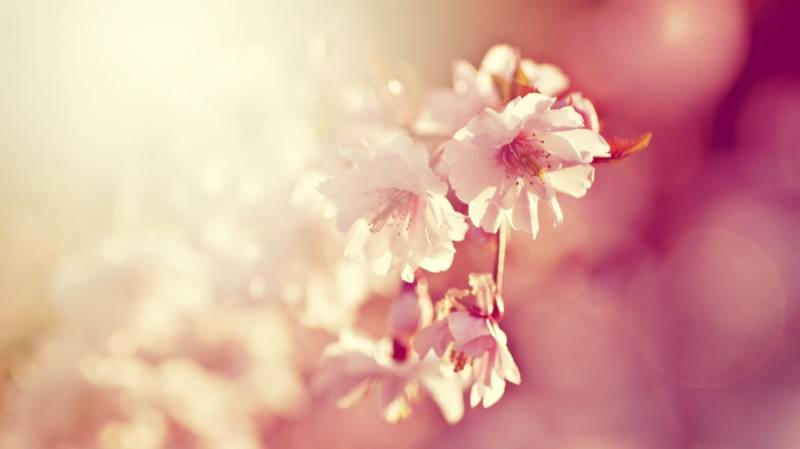 春天鲜花朵朵高清植物壁纸