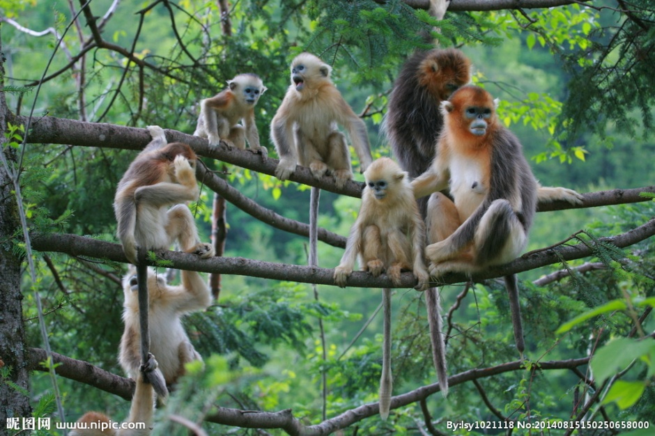 川金丝猴森林摄影图片