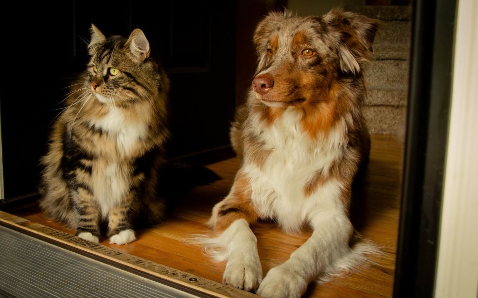 呆萌猫咪与可爱狗狗亲密生活照片