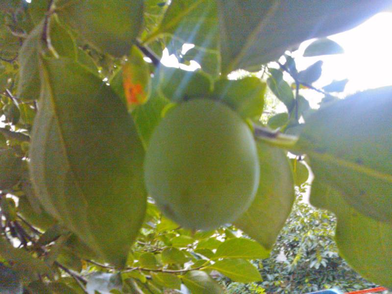 营养果实奇异果高清水果图片