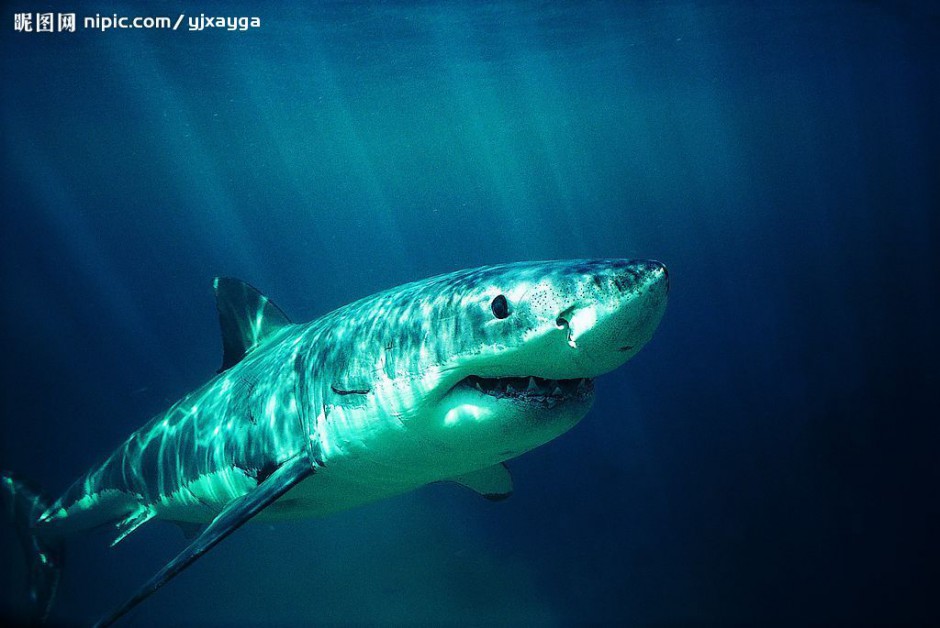 大白鲨鱼高清特写图片素材