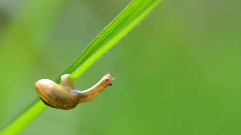 努力奋斗的蜗牛可爱动物大图