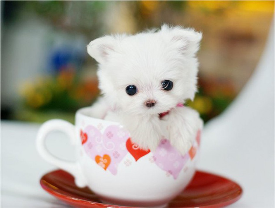讨人喜欢的白色茶杯犬图片
