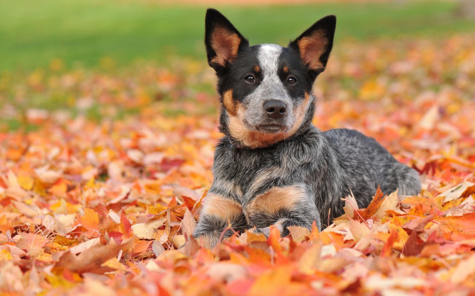 超萌狗狗牧牛犬秋季户外写真图片壁纸