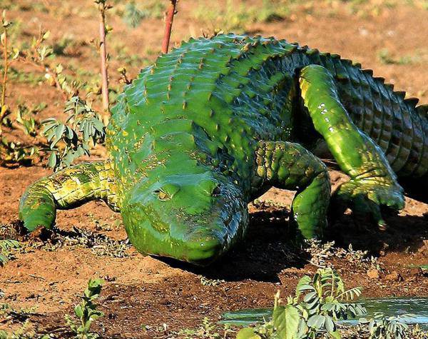 水藻覆盖 南非鳄鱼变身 “绿巨人”(3)