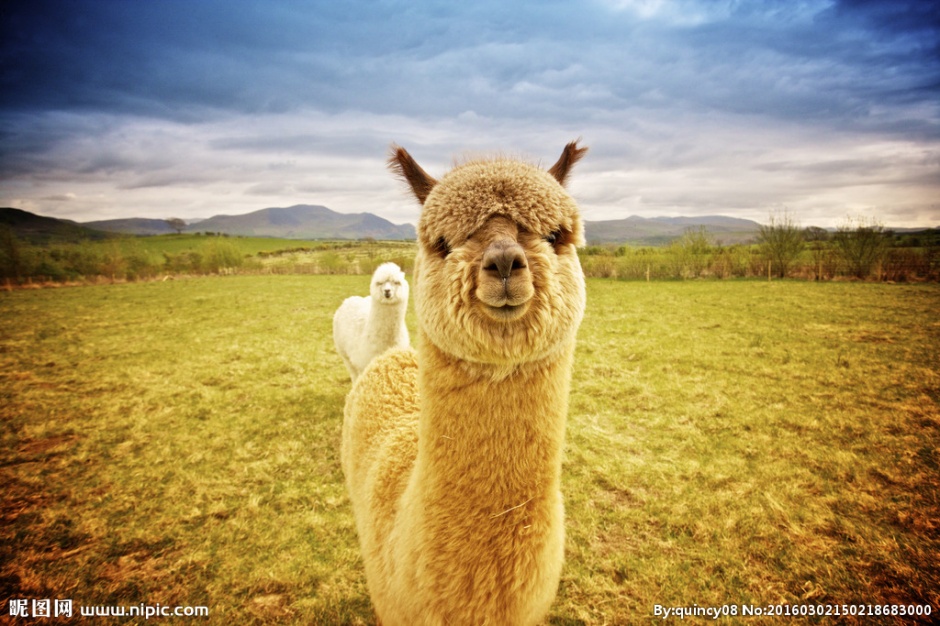 性情温驯的草泥马动物图片