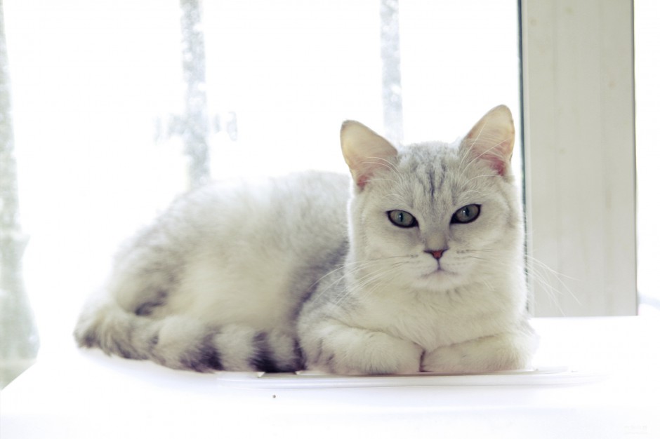 英短猫姿态慵懒高贵图片
