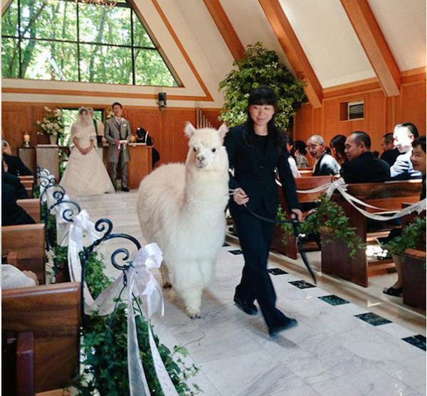 日本一酒店推出用羊驼为新人证婚服务