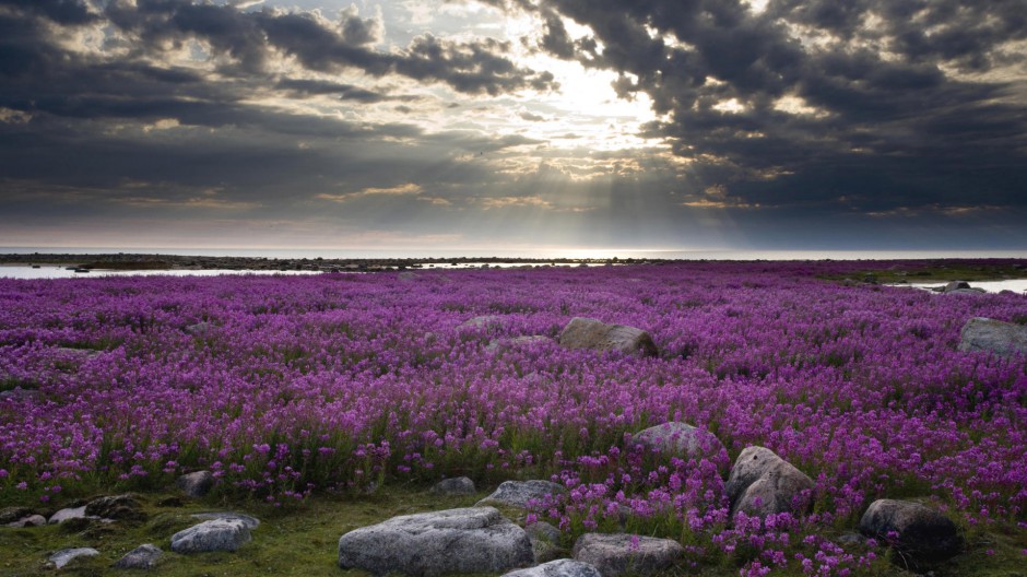 法国普罗旺斯紫色薰衣草庄园优美风景图片