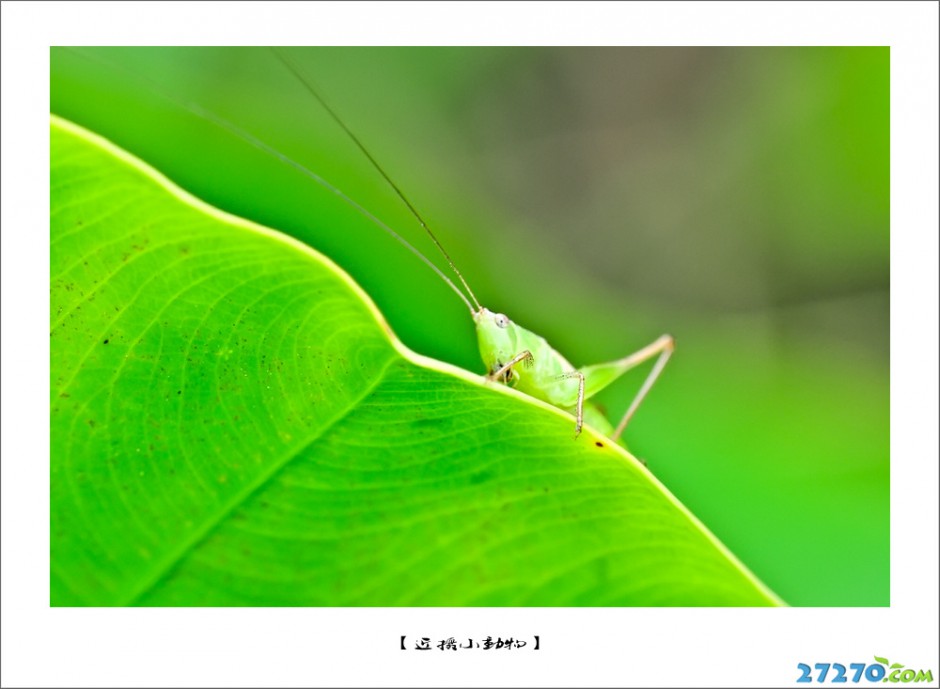 虫虫小动物写生