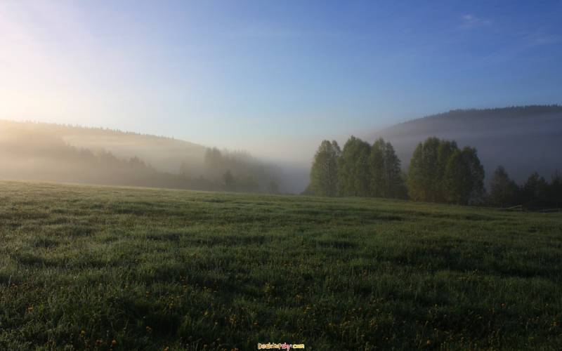 唯美春天迷人花卉高清壁纸