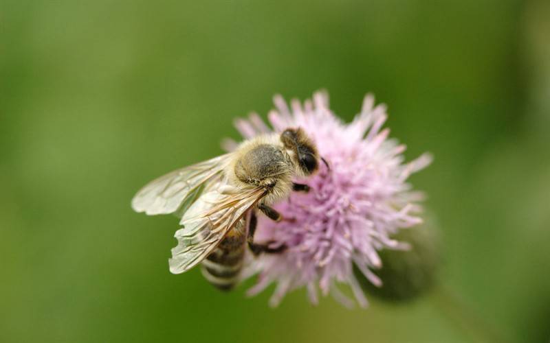 高清蜜蜂采蜜图片
