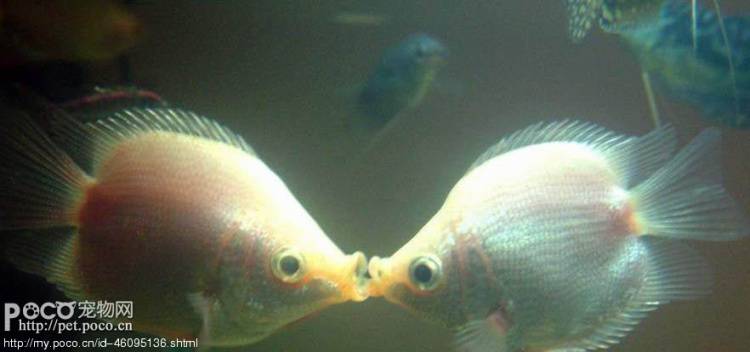 两条接吻鱼接吻图片