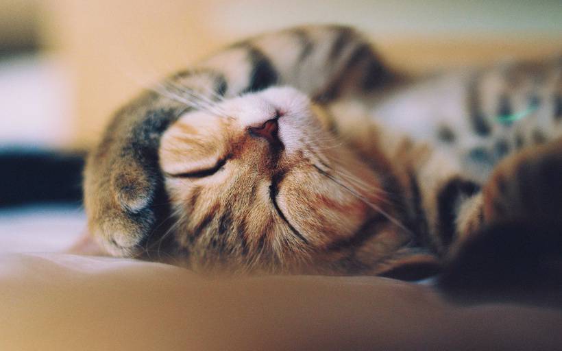 睡梦中的可爱小猫高清图片