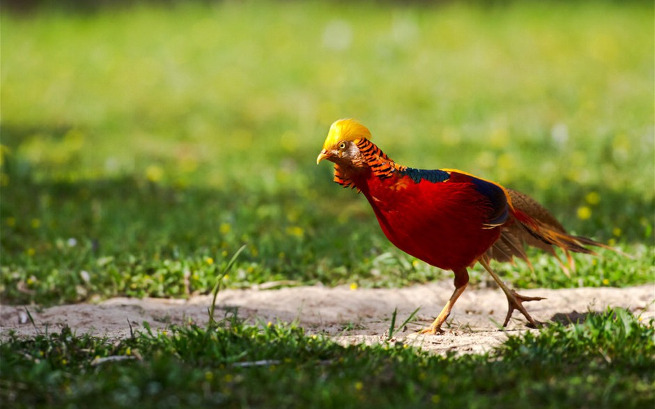 美丽动物红腹锦鸡的图片