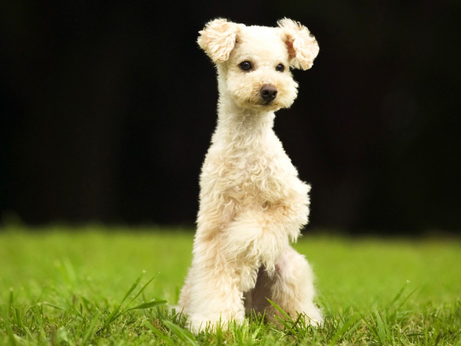 草地奔跑的白色巨型贵宾犬图片