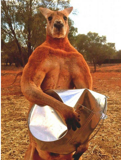 澳大利亚拳击袋鼠走红 胸肌发达体型巨大
