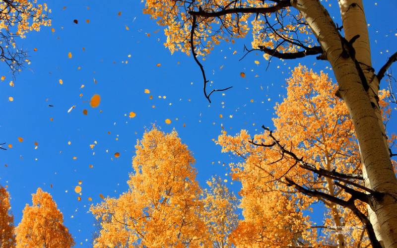 秋天唯美落叶高清风景壁纸