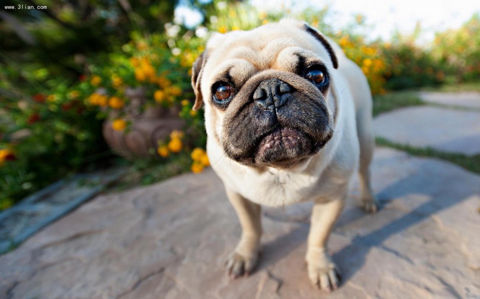 英国斗牛犬可爱高清图片壁纸