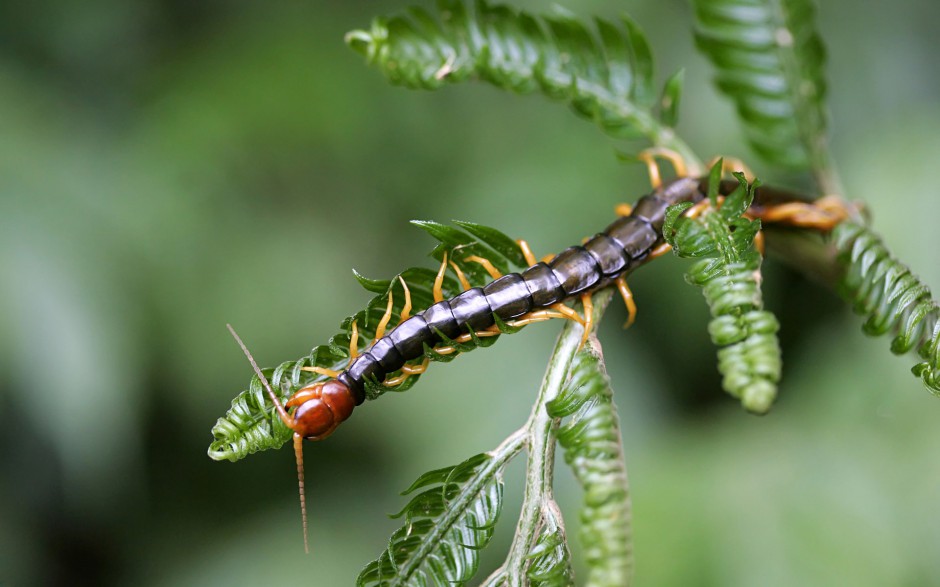 动物世界昆虫高清摄影图片