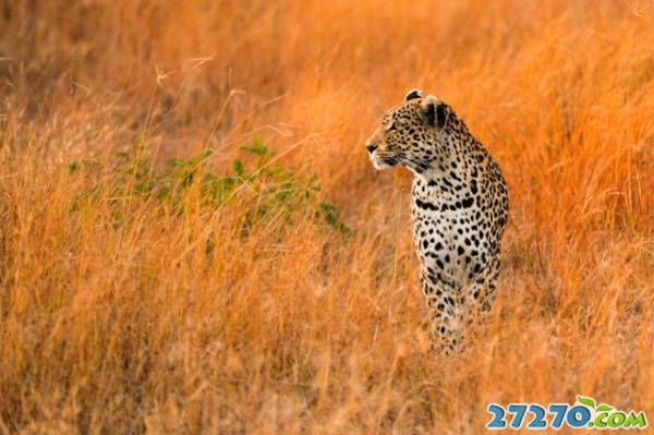 动物世界 各显技能