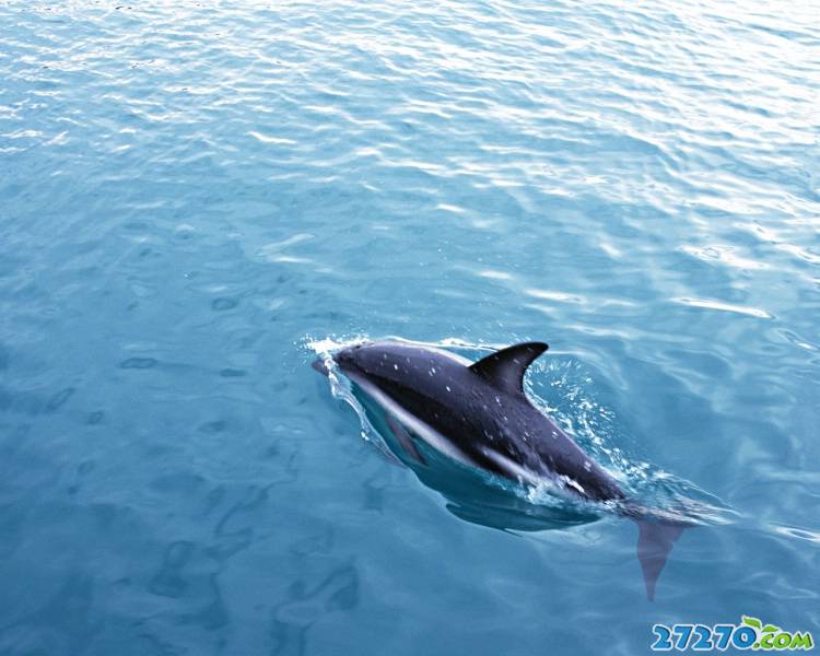 特写海洋生物 海豚