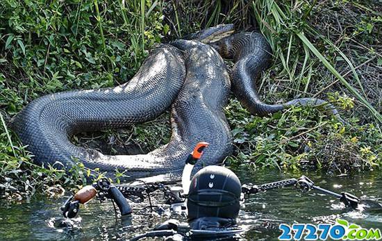 近距离拍摄巴西水蟒 体长超八米维度骇人