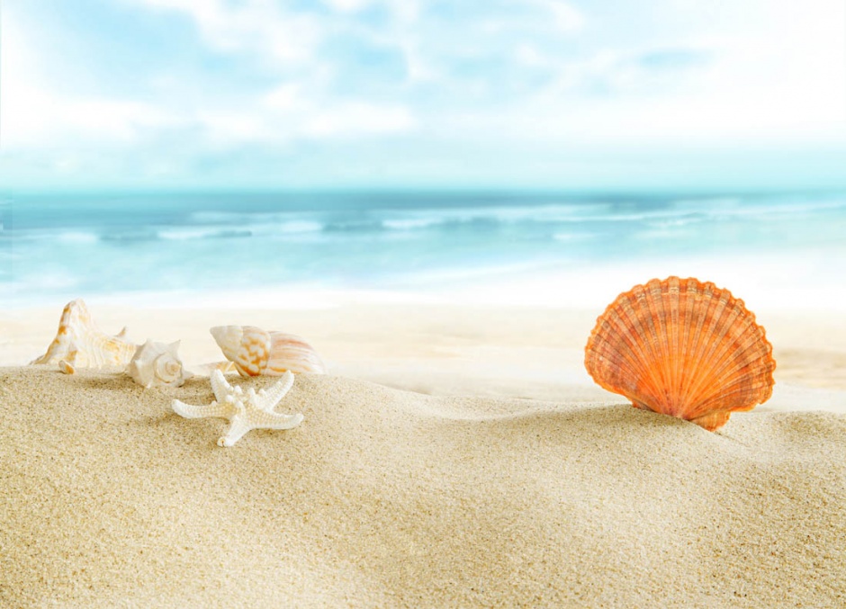 沙滩上的海星贝壳风景图片