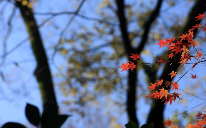 日本下鸭神社红叶高清电脑壁纸