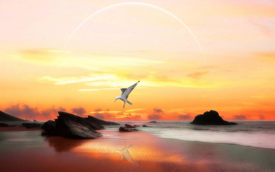 海鸥翱翔海边风景桌面壁纸