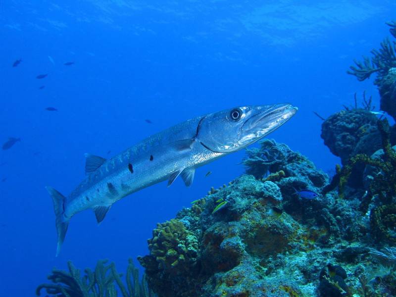 鲨鱼乌贼海底世界高清生物图片