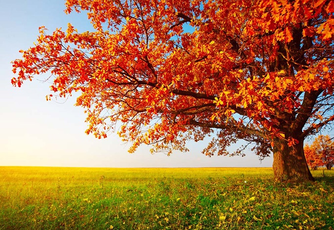 秋天枫树唯美意境风景图片