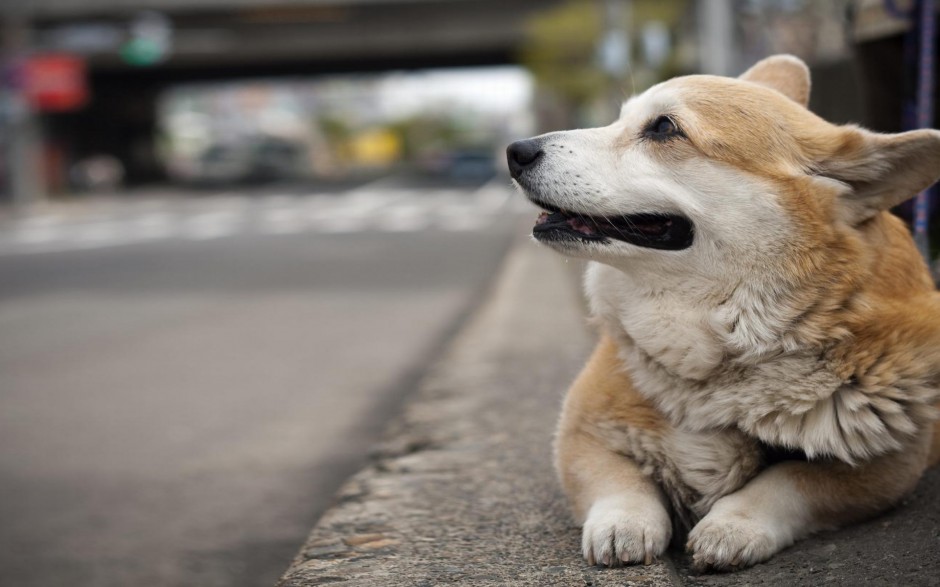 肉嘟嘟的小柯基犬图片