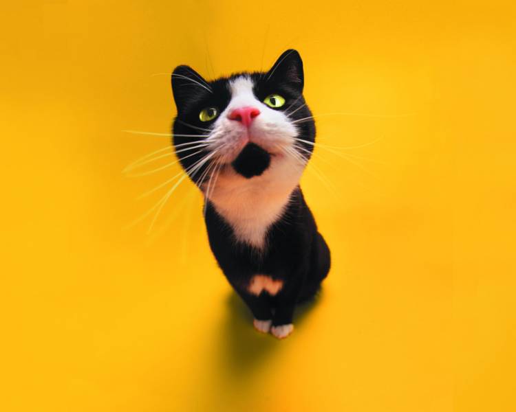 超级可爱小猫咪趣怪壁纸