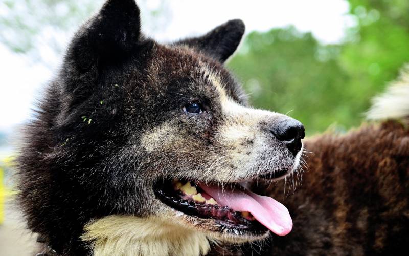 秋田犬嬉戏玩耍可爱高清桌面动物壁纸