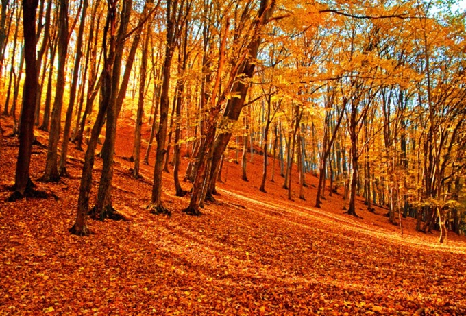 让人伤感的秋天落叶风景图片