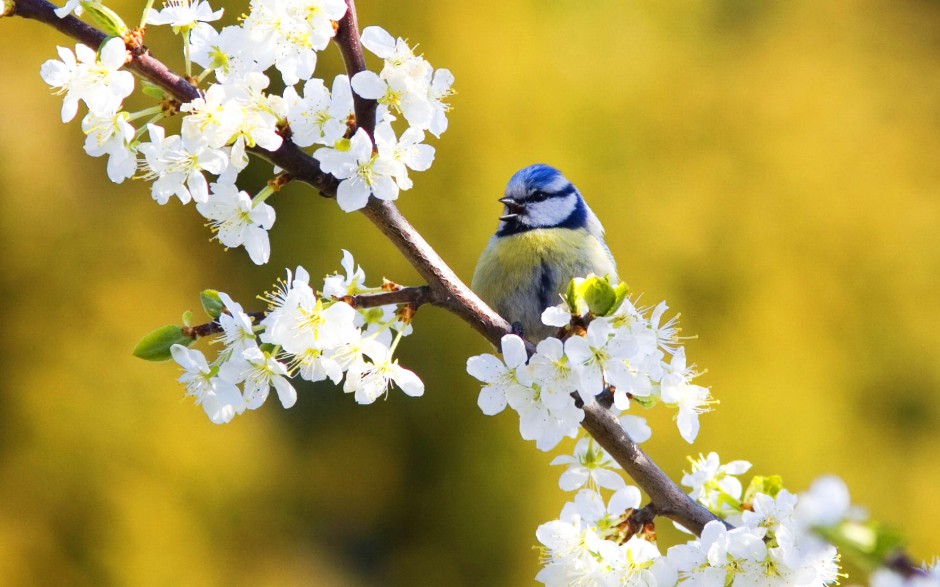唯美春天意境高清鸟类摄影图片
