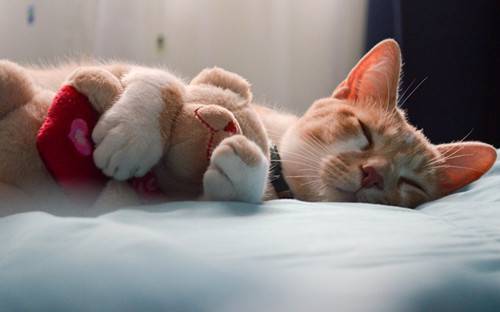 超萌喵咪逗趣搞怪生活美图