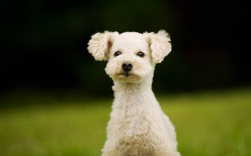 听话温和的小狗狗超清图片