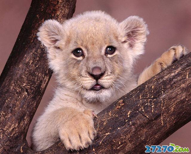 森林之霸 狮子的活动