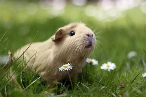 肉嘟嘟的小豚鼠萌图