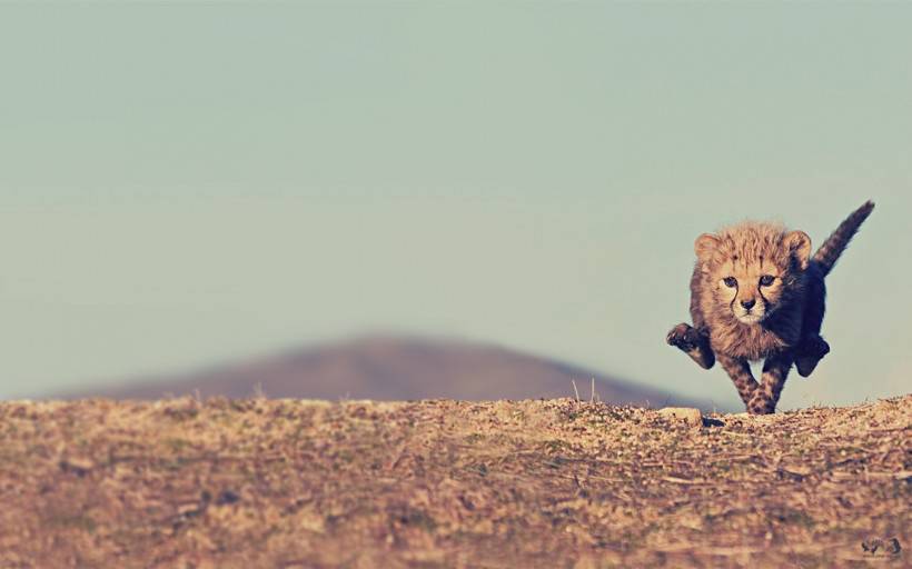 迅捷的猫科猛兽豹子图片高清特写
