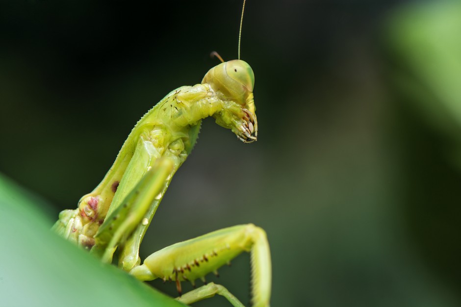 昆虫王者凶悍的螳螂高清图片