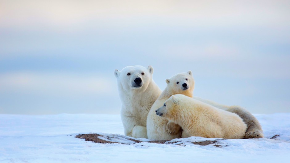 北极熊图片可爱雪地动物壁纸