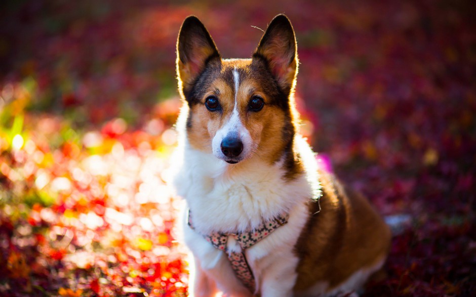 可爱萌萌的柯基犬卖萌生活图片