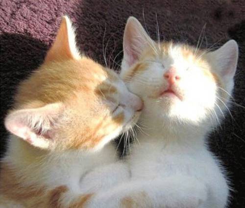 两只萌猫咪亲吻可爱图片