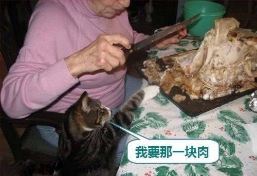 胖猫咪囧图片之我要吃肉肉